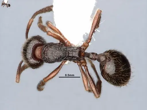 Stenamma snellingi - CASENT0884447