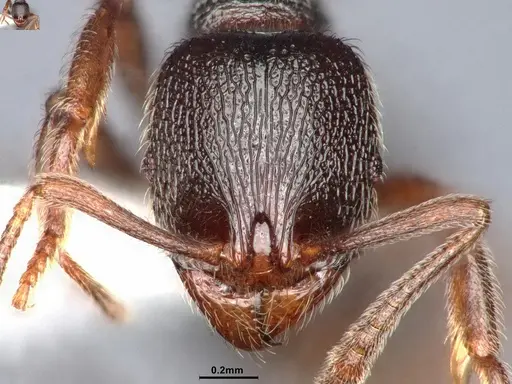 Stenamma snellingi - CASENT0884447