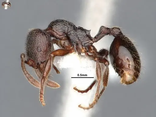 Stenamma snellingi - CASENT0884447