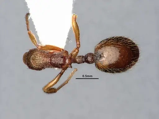 Stenamma snellingi - CASENT0884753