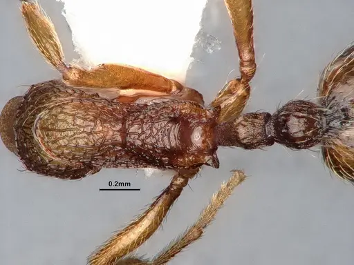 Stenamma snellingi - CASENT0884753