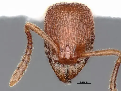 Stenamma snellingi - CASENT0884753