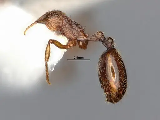 Stenamma snellingi - CASENT0884753