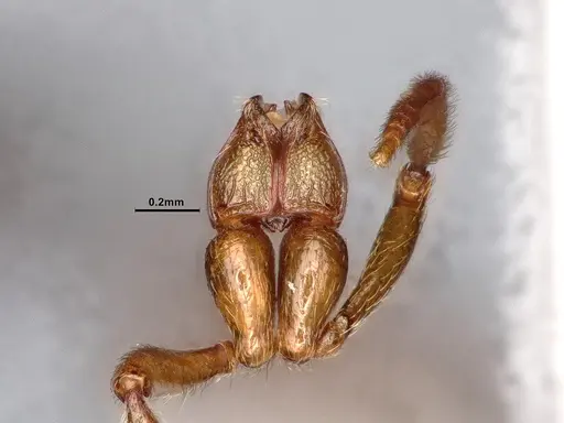 Stenamma snellingi - CASENT0884753