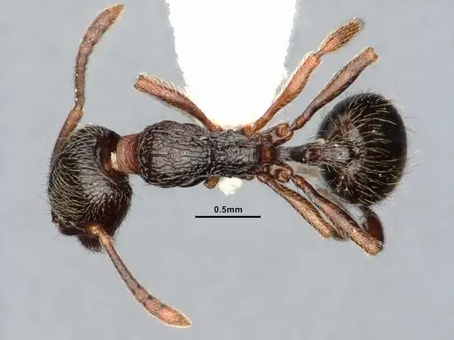 Stenamma snellingi - CASENT0885482