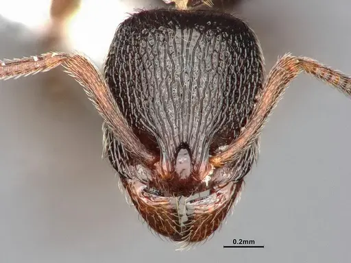 Stenamma snellingi - CASENT0885482