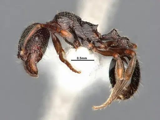 Stenamma snellingi - CASENT0885482