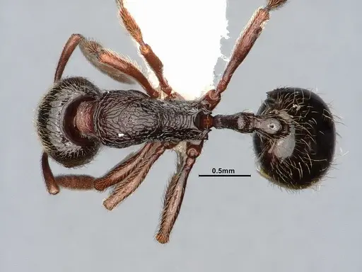 Stenamma snellingi - CASENT0885487