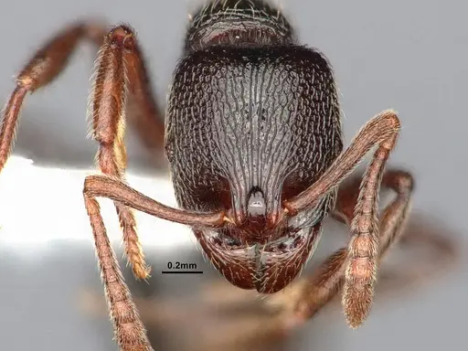 Stenamma snellingi - CASENT0885487