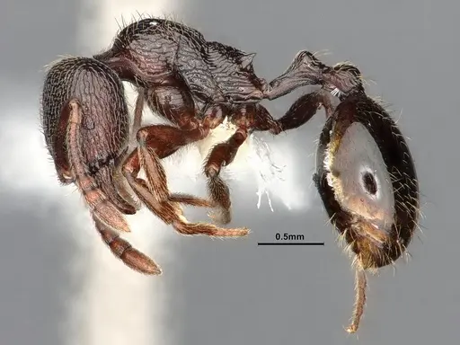 Stenamma snellingi - CASENT0885487