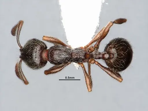 Stenamma snellingi - CASENT0885488