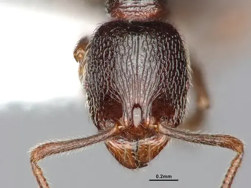 Stenamma snellingi - CASENT0885488