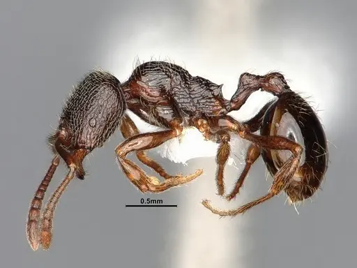 Stenamma snellingi - CASENT0885488