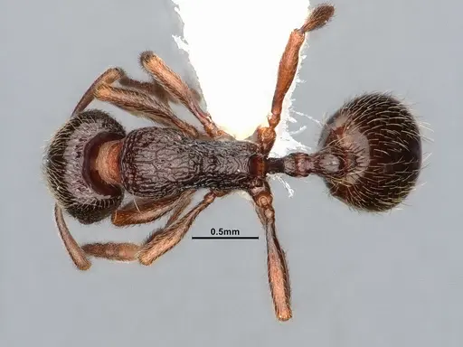 Stenamma snellingi - CASENT0885521