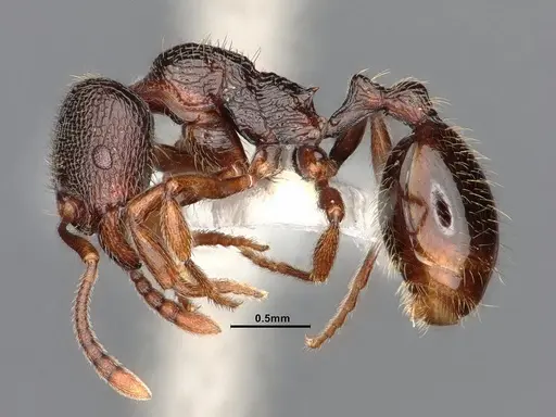 Stenamma snellingi - CASENT0885521