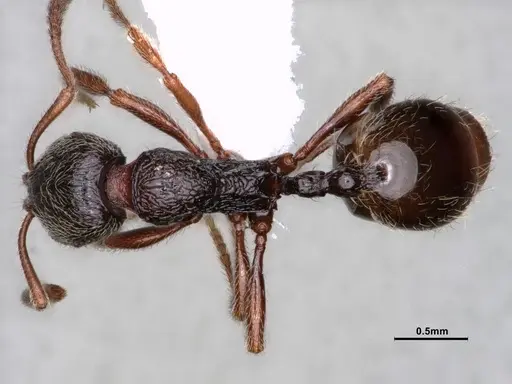 Stenamma snellingi - CASENT0886990