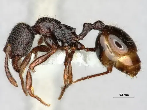 Stenamma snellingi - CASENT0886990