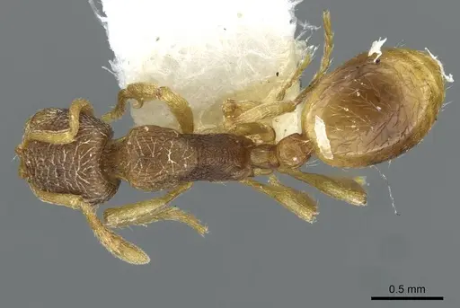 Stenamma snellingi - CASENT0911241