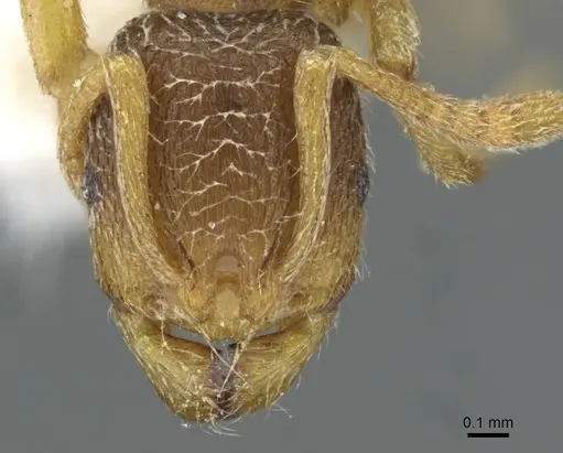 Stenamma snellingi - CASENT0911241