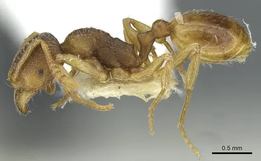 Stenamma snellingi - CASENT0911241