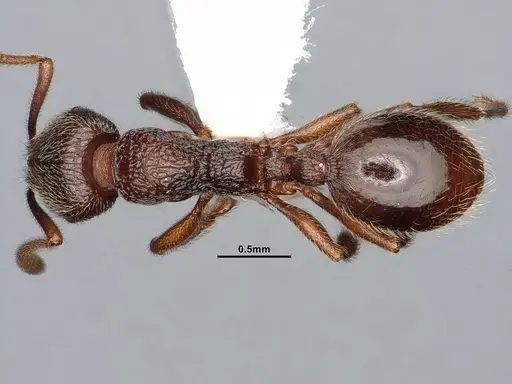 Stenamma snellingi - CASENT4031366