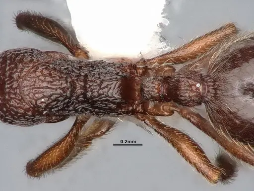 Stenamma snellingi - CASENT4031366