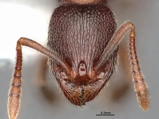 Stenamma snellingi - CASENT4031366