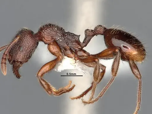 Stenamma snellingi - CASENT4031366