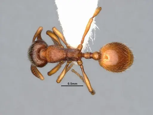 Stenamma snellingi - CASENT4031373