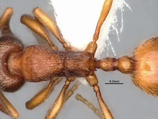 Stenamma snellingi - CASENT4031373