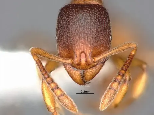 Stenamma snellingi - CASENT4031373