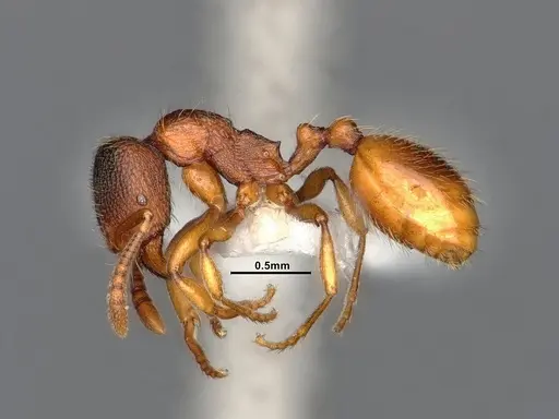 Stenamma snellingi - CASENT4031373