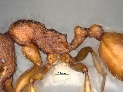 Stenamma snellingi - CASENT4031373