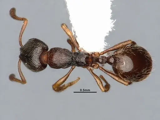 Stenamma snellingi - CASENT4031379