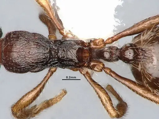 Stenamma snellingi - CASENT4031379