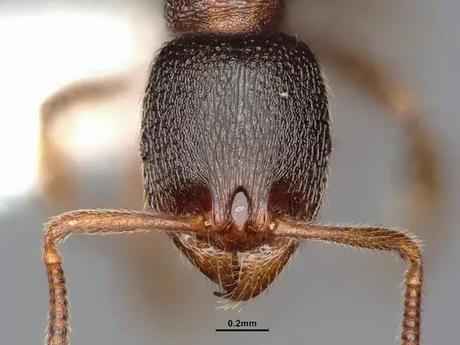 Stenamma snellingi - CASENT4031379