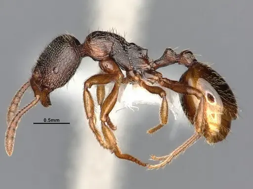 Stenamma snellingi - CASENT4031379