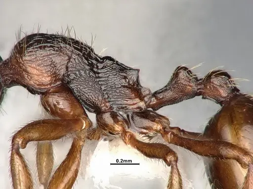 Stenamma snellingi - CASENT4031379