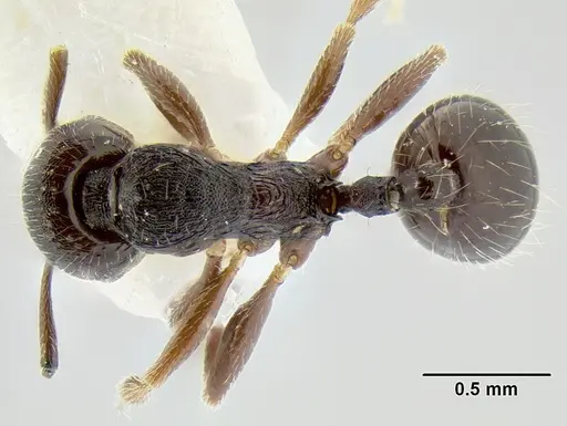 Stenamma stictosomum specimen