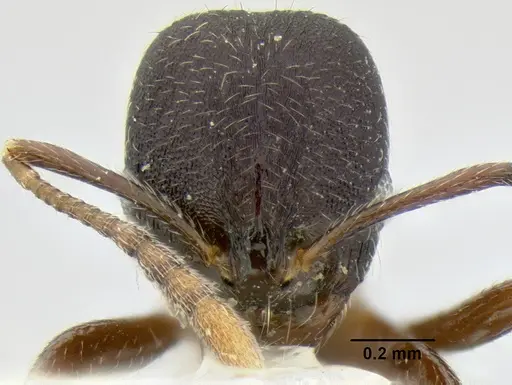 Stenamma stictosomum specimen