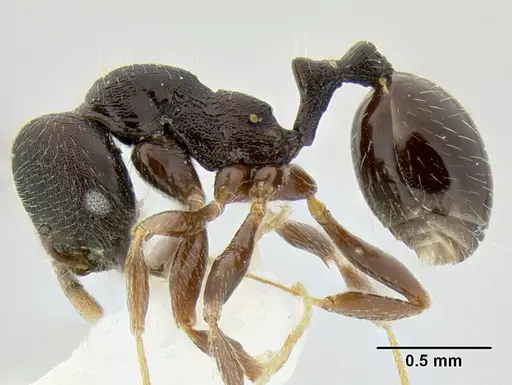 Stenamma stictosomum specimen