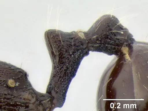 Stenamma stictosomum - CASENT0126245