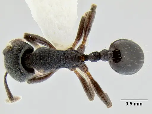 Stenamma stictosomum - CASENT0126246