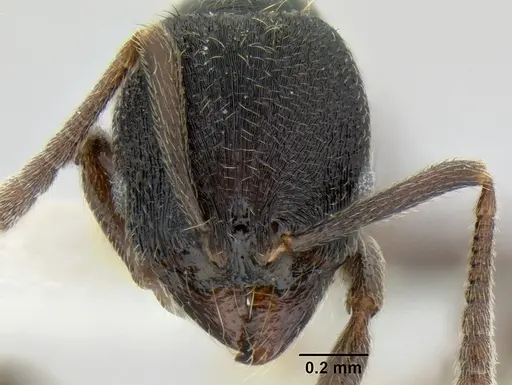 Stenamma stictosomum - CASENT0126246