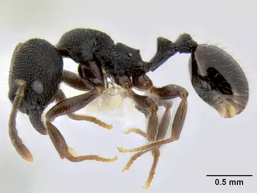 Stenamma stictosomum - CASENT0126246