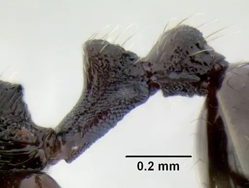 Stenamma stictosomum - CASENT0126246