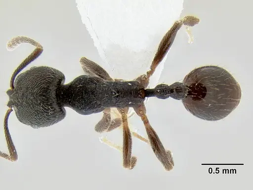 Stenamma stictosomum - CASENT0604636