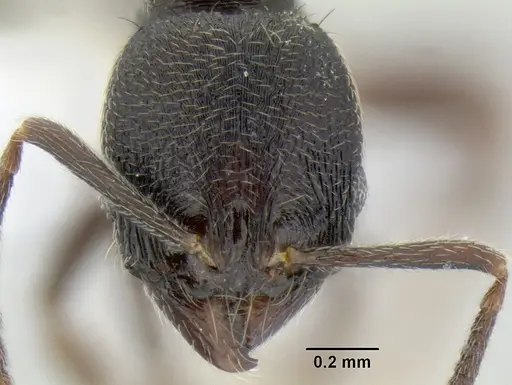 Stenamma stictosomum - CASENT0604636