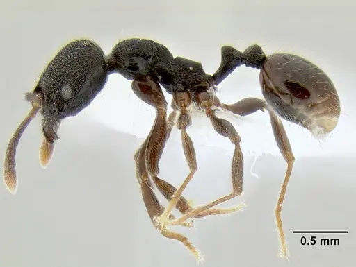 Stenamma stictosomum - CASENT0604636