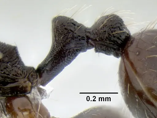 Stenamma stictosomum - CASENT0604636